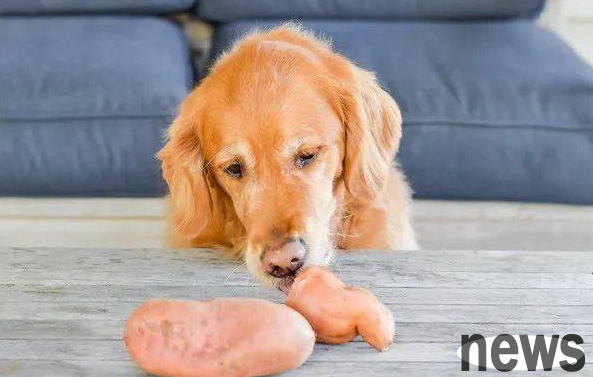 Can dogs eat sweet potatoes? Come and find out
