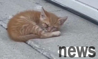 The blind little orange cat is lying weak in front of the garage. The kind-hearted owner is incorporating it in seconds and taking care of it all the time, now!