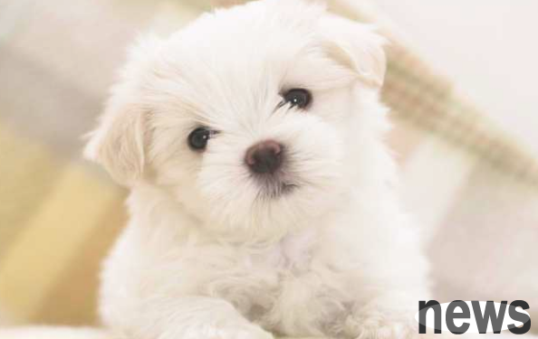 What are the symptoms of chronic nephritis in dogs? What are the treatment methods?