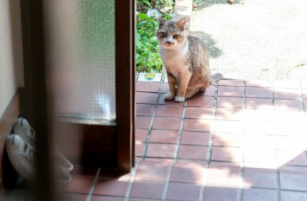 Netizens said to the stray cat, 