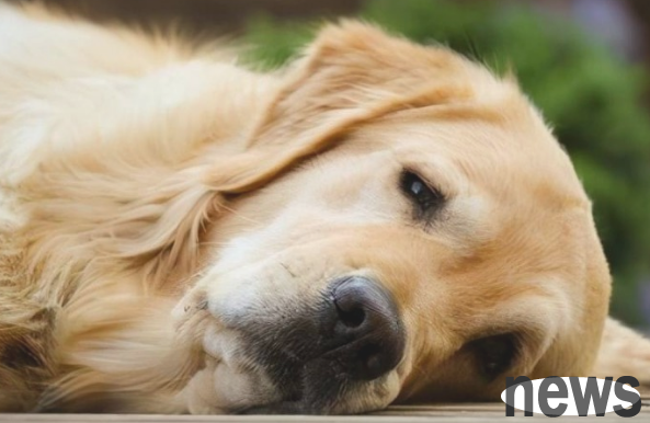 Do you know the meaning of different barking of dogs? How much do you know?