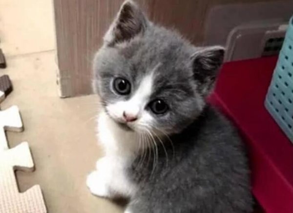 The moment the man feeds the kitten and takes away the 