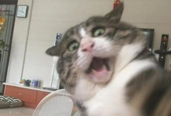 The cat was snatching on the sofa and suddenly fell down. The expression made people laugh!