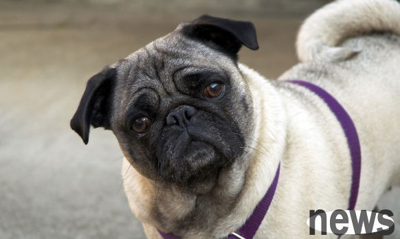 Several types of dogs with very bad tempers make the owner feel heartbroken. Is there any one in your family?