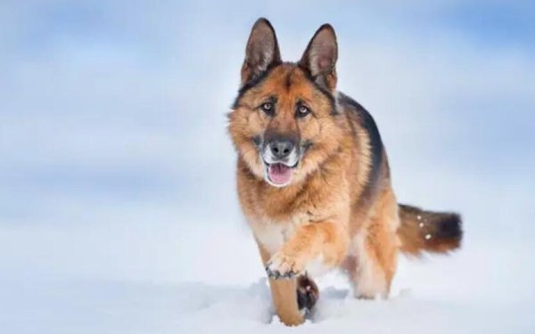 These five types of dogs are not afraid to steal. Keeping them at home can prevent thieves from raising them.