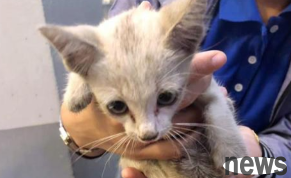 The little cat was curled up in the corner of the wall and was skinny and thin. After being taken in by a kind guy, her appearance was amazing!