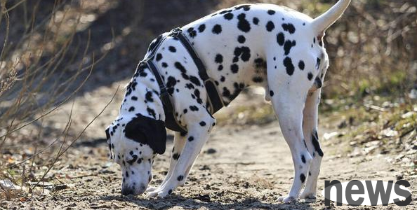 What should I do if a spotted dog likes to slap people? The method is here