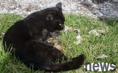 The cat was in a car accident and buried it under a tree crying. As soon as the door opened the next day, it appeared again