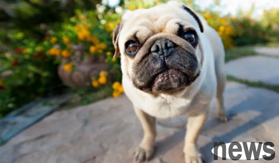 What should I do if the puppy s eyes are too heavy to tears? There are these reasons...