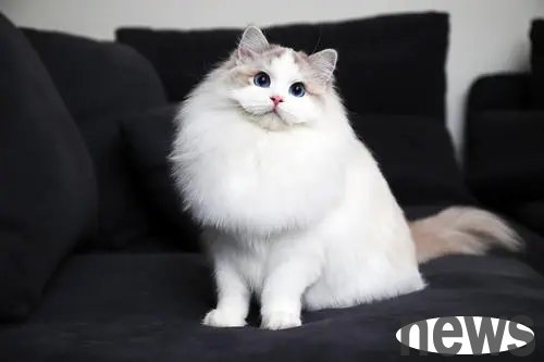 The shoveler went to his colleague s house to pet cats, but he became dumbfounded as soon as he opened the door: This is not a cat raising, it is a money raising!
