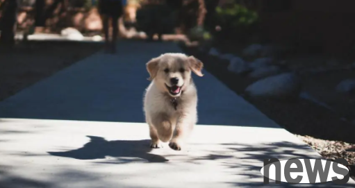 Why do dogs walk around abnormally and anxiously? This article answers you