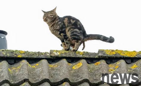 The cat was trapped on the roof. When the fire brigade came to rescue, he found it was on the big size?