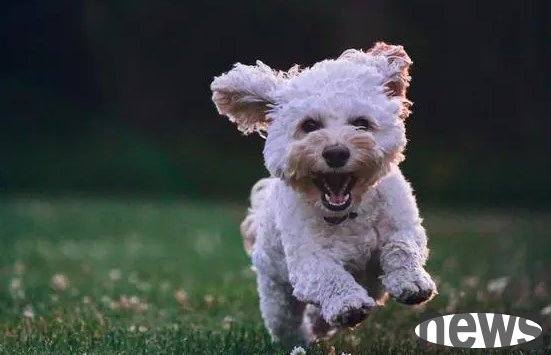 This article tells you, what is the excitement of dogs?