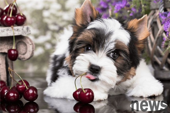 Can dogs eat cherry pulp? It is recommended to know early