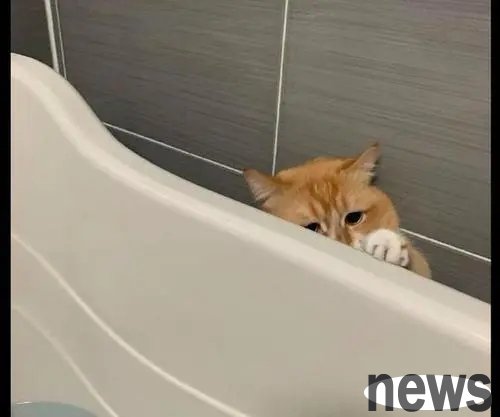 Since raising a cat, the owner has no privacy when taking a bath and going to the toilet.