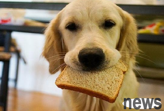 Do dogs need to take hair cream? Can eat or not