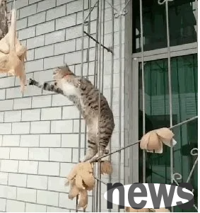 Will the cat be injured if it falls from the first floor? | The cat jumps from the upper floor. Although it survives the disaster, it is still very injured.