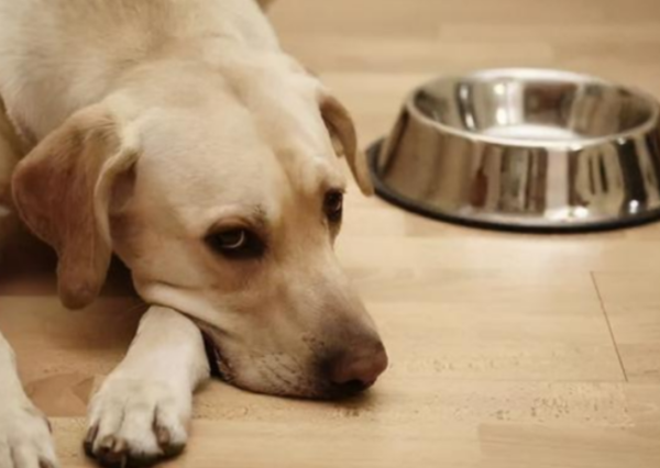 What to do for several days if the dog doesn t eat, you need to know these reasons