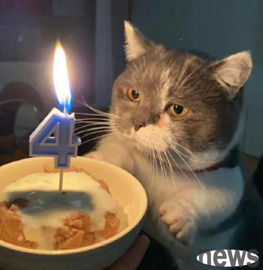 Netizen celebrated his cat s birthday, but half of his eyebrows were burned, but it didn t notice it yet