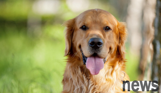 Let me tell you, will dogs have menstruation too?