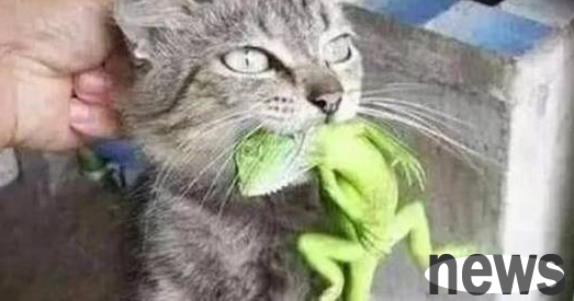 Tabby cat bites the chameleon that the owner bought at a high price, and never lets go
