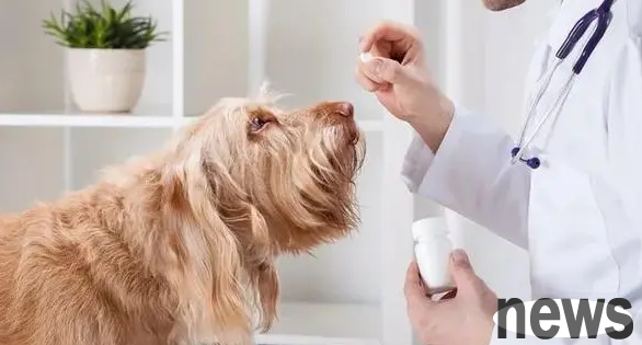 What are the side effects of dogs taking amoxicillin? Come and have a look