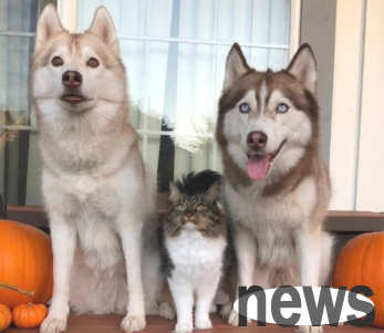 The kitten was taken back for the husky to take care of. Unexpectedly, when you grow up, your growth habits will change strangely.