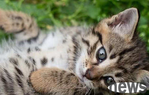 600 bought a cat from the cat dealer. The day after he arrived home, he heard bad news before he got familiar with it.