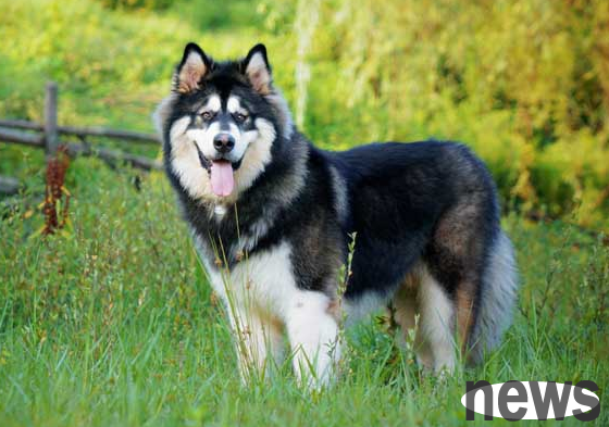 What kind of dog should single girls protect themselves? Come and find out