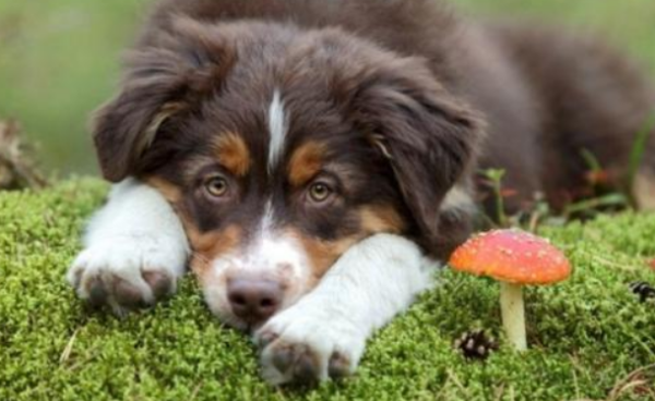 Can dogs eat mushrooms? Can eat, but need to be appropriate