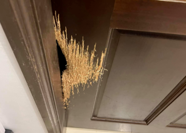 The cat has been using it for 8 years to prove that the door at home is really made of solid wood.