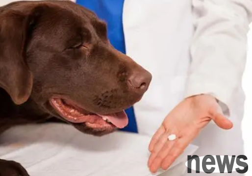 Can amoxicillin be applied externally to a dog’s wound? Let me tell you!