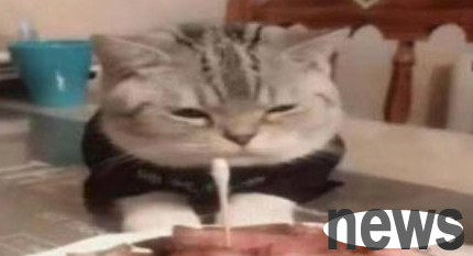 The cat looked at the pork belly cake and was worried. Is this the end of the cat’s life? 