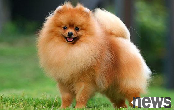 The dog with the smallest and cleanest body odor, do you know what it is?