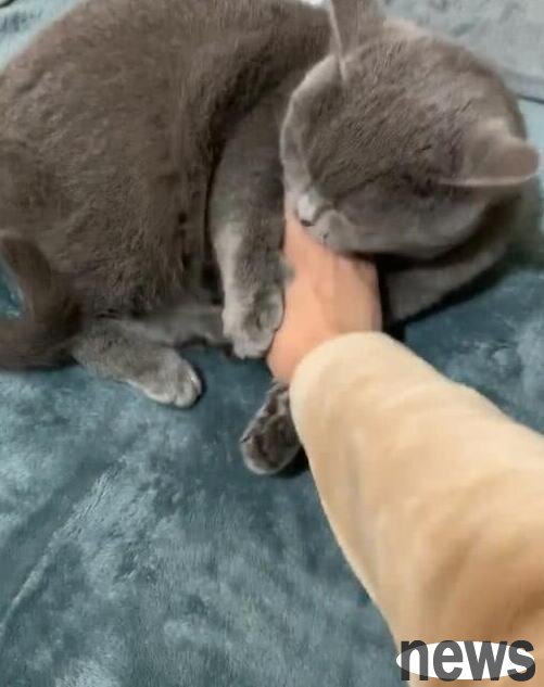 When the owner refused to pet his cat, he was so angry that he threw money at the cat s head. Meow: OK, you can pet it as you like!