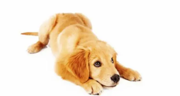 What are the benefits of probiotics for puppies? When is the best time to take probiotics for pets?