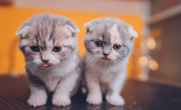 Once abandoned, 5 kinds of pet cats cannot survive outside for a few months. Netizens: Don’t throw them away even if you throw them away.