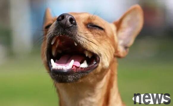 My puppy sneezes but is in good spirits, what’s going on?