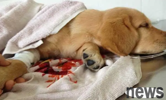 Don’t know the cause of canine distemper? Come here to find answers
