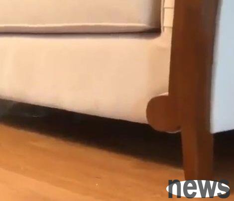 The little orange cat likes to hide under the sofa. When the owner calls it, it appears in a very cool way...