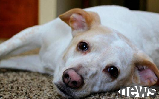An article explaining in detail what is going on when a dog has diarrhea and foams at the mouth~