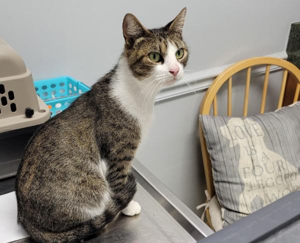 A stray cat tricked Nuan Nan into adopting him. After testing Nuan Nan s strength, he brought four babies to his door the next day.