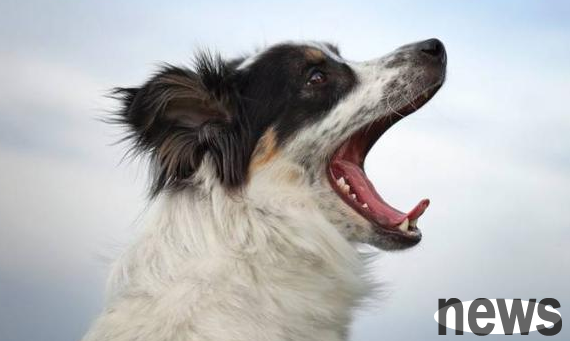 Dogs can’t bark, but their owners can!