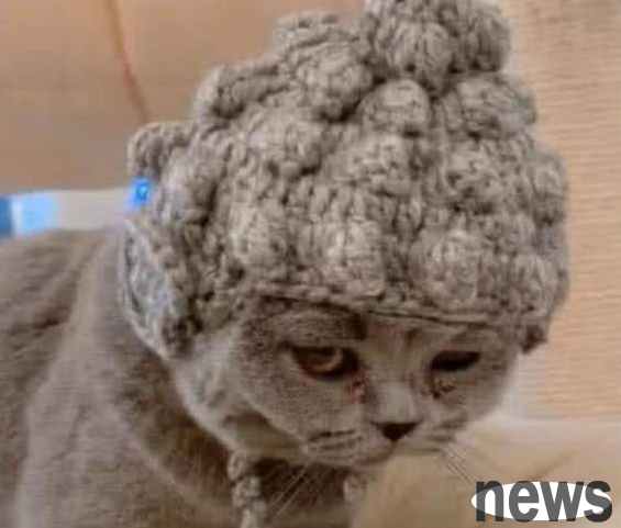 I gave the cat to my mother before going on a business trip. When I came back to pick it up, I was dumbfounded: This hairstyle really looks like 
