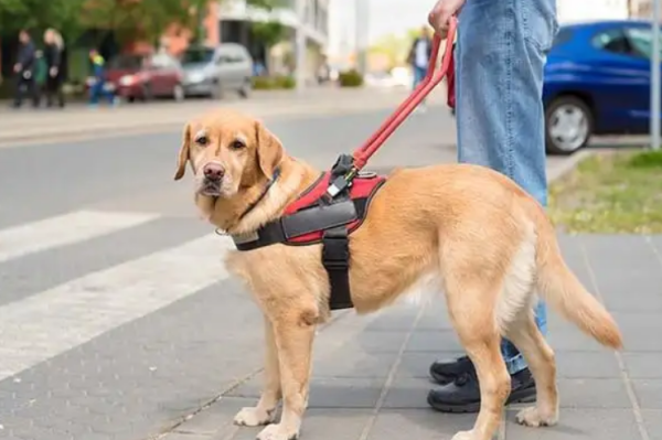 What three certificates are needed for a guide dog? Let’s find out together