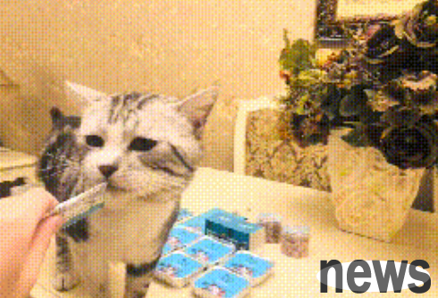 The cat’s belly was getting bigger and bigger. The owner thought the cat was pregnant and took him to the hospital for examination.