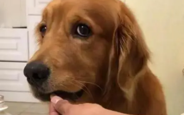 Can norvofloxacin be given to dogs? Be careful when buying a pet-only product!