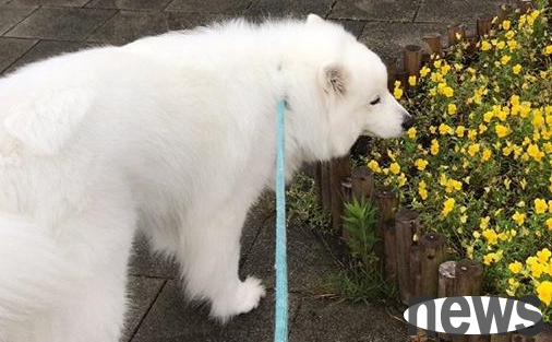 Grandma takes care of the family’s cats and dogs. Samoyed gummies and kitten mochi react abnormally. Mother: has no conscience.