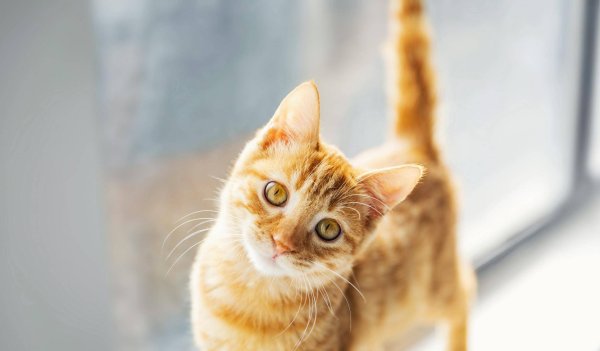 Want to know what the cat is thinking? Cat language dictionary please receive