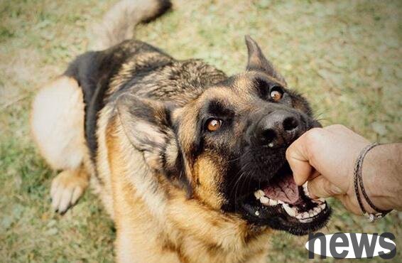 Why do dogs die after biting people? This article tells you!